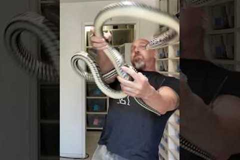This Snake Terrified Millions… And It’s NOT Venomous #shorts  #snake