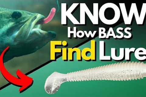 Bass Behavior That Changes Lure Selection (I Wish I Knew This Sooner)