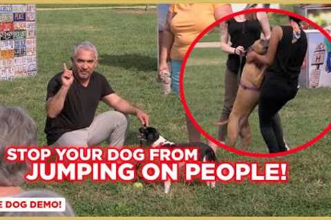 How To Stop Your Dog from Jumping on People | Dog Nation
