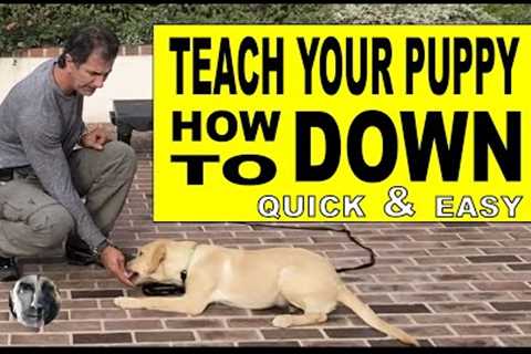 How To Teach Your PUPPY or DOG Lie DOWN - Dog Training Video