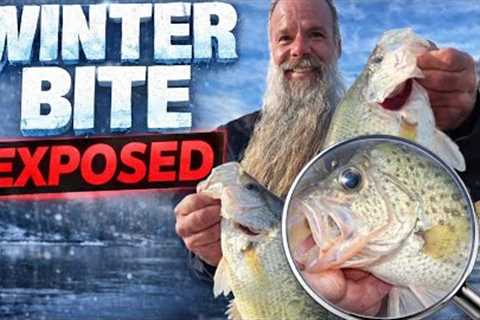 Most Anglers Fail at Winter Crappie Fishing— Here’s Why
