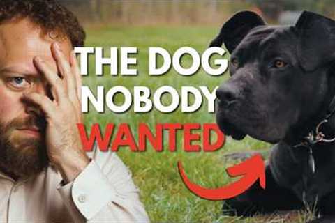 Abandoned Dog Gets His Chance at a New Life