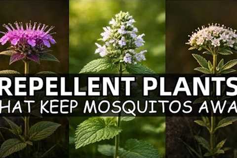 20 Repellent Plants That Repel Mosquitos &amp; Flies Instantly