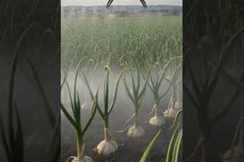 Drone Watering Giant Garlic Plants#viralvideo #viral #robotics #agrifuture #agriculturetechnology