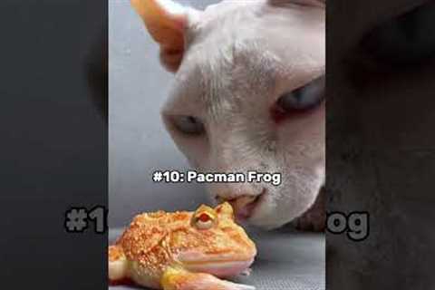 10 Exotic pets u can legally own! #animals #cutepets #pets #cuteanimals #cute # #bestpets #petlover