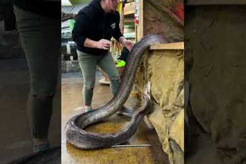 Dealing with an angry girl and snake here! 🐍 she’s also a big one so got to be careful folks! 😅