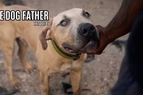 The Dog Father: “Training Distractions with Mowgli” (Ep. 85)