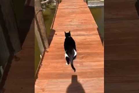 The funniest cat video ever 😂 @yourcrystalshop