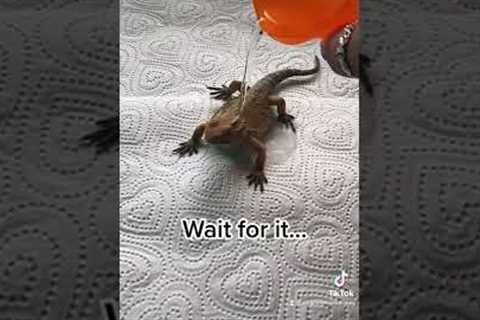 Wait for it...😂 #beardeddragon #beardie #reptile #reptiles #lizard #dragon #pet #cute #exotic pet