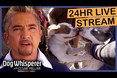 Best Advice from The Dog Whisperer - Cesar Millan