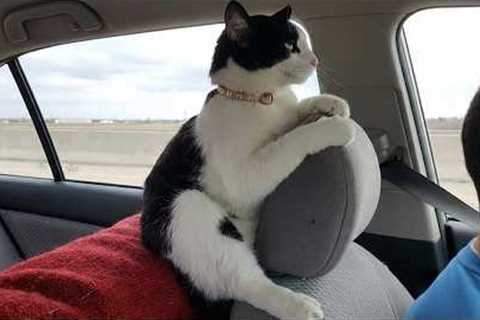 One of The Funniest CATS Videos Ever! 🤣 NEW Funny Cats Video