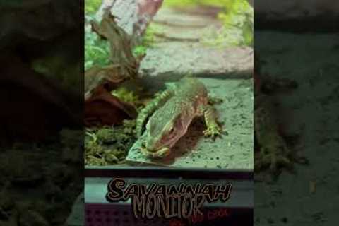 Train Your Savannah Monitor in Seconds - This Trick Is Shocking! #shorts #reptiles