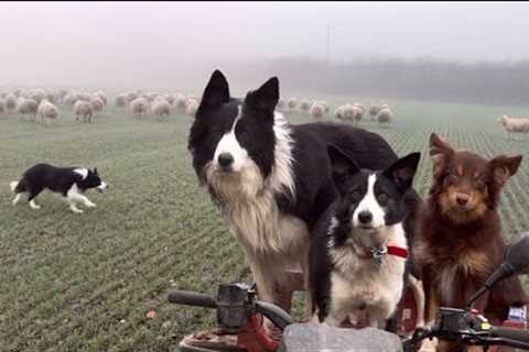 Three incredible sheepdogs in action / 5 months old border collie puppy herding sheep 