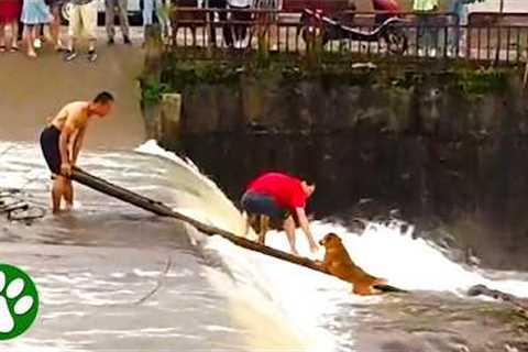 Brave Men Rescue Dog From Rushing River