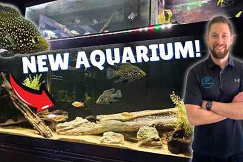 New 125 Gallon Cichlid Tank Setup + Massive Fish Room Upgrades!