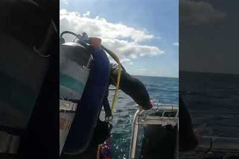 #travel #adventure #ocean #live #scuba #dive #underwater #explore #outdoors #scubadivediver #yolo