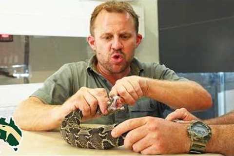 WEIRDEST Exotic Snakes Getting Health Checks! | Venom Diaries