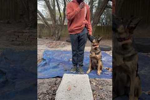Dog training tip I’ve learned over the years
