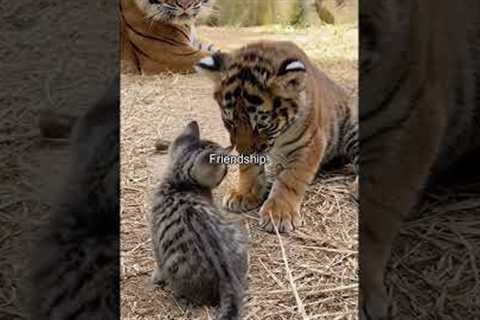 Unlikely Animal Friendships 🥹💕#animallovers #friendship #animals #cute #help #hopecore #foryou