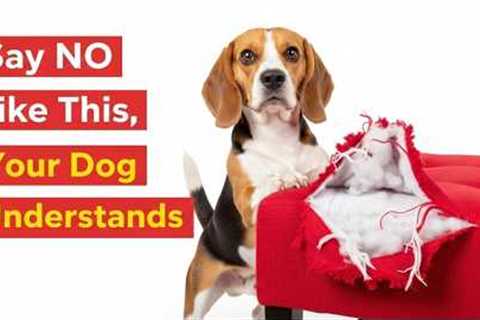 How to Make Your Dog Obey Instantly: Secret Professional Training Tips