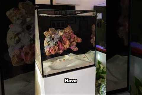 My dream saltwater aquarium!!