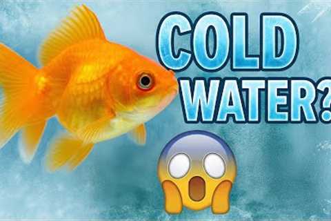 No Heater! Best Coldwater Aquarium Fish for Beginners..