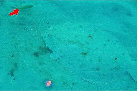 LIVE BAIT CAM! Reveals What Really Happens Under Florida Piers! CRAZY!