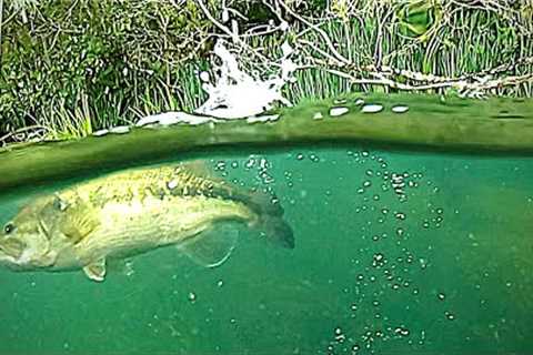 BIG BASS Fishing with UNDERWATER CAMERA! Aqua View!!!