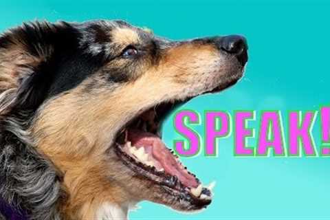 Easy, Dog Trick: How to Teach your Dog to Speak or Bark When you Ask.