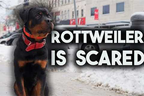 How I train dogs in the city with Max the Rottie