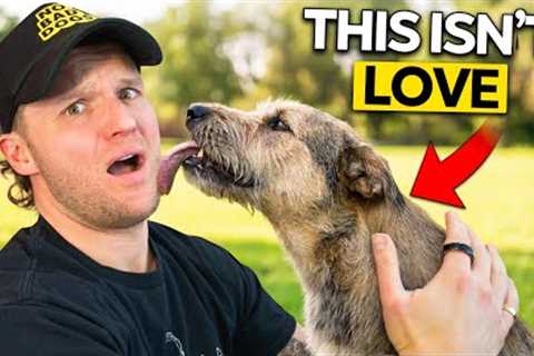 5 Things a Dog Does You Interpret TOTALLY WRONG!