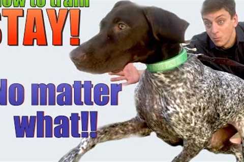 How to Teach your Dog to STAY- NO MATTER WHAT!