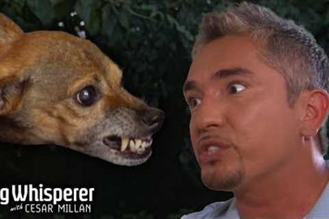 How to Tame an Aggressive &amp; Possessive Dog! | Dog Whisperer with Cesar Millan