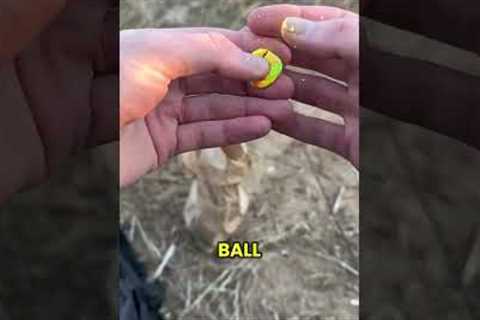 Fishing for Trout with Powerbait! Have you tried this?
