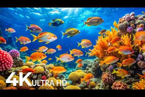 DREAM AQUARIUM 4K - Marine Life, Sea Animals and Coral Reef - Fish Tank Sounds for Deep Sleep #64