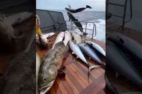 Fish Keep “Boarding” the Boat—Arapaima, Grouper, Tuna, Sailfish… Chaos! 😱