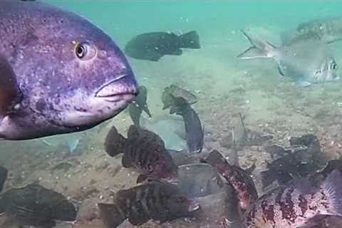 Incredible Underwater Drone Video - Fish Attacking Jigs!