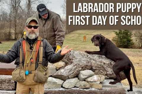 Labrador Retriever Puppy’s First Day Of School!