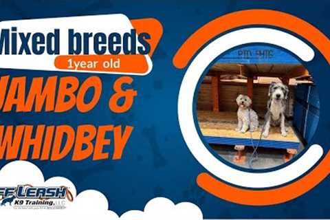 🐶🦮Off leash Dog Training / Obedience Training 🦮🐶