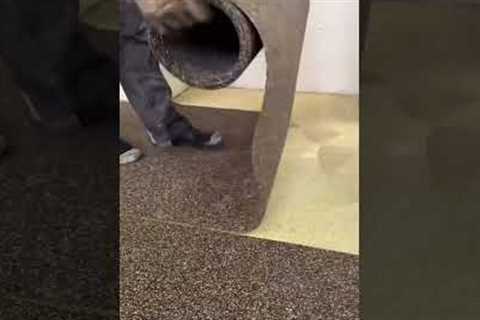 Watch a Pro Laying Down New Carpet