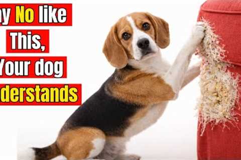 How to Make Your Dog Obey Instantly — Trainers Don’t Want You to Know This