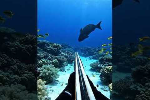 Spearfishing Adventure | Catching Big Fish in the Ocean #4kwildlife #fishingadventure #fishing