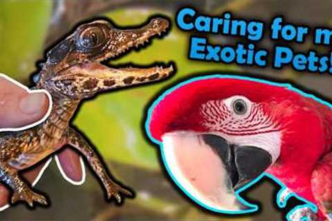 My Weekly Exotic Pet Care Routine!