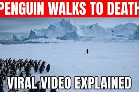 The Real Story Behind the Viral Penguin Video | 2007 Antarctica Documentary Explained
