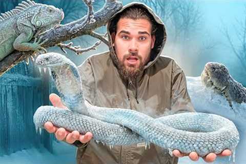 My Reptiles Are FREEZING!