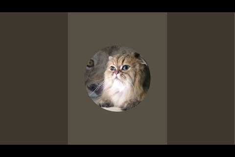 1/24/26 #1 Beautiful Mainecoon Cat Bath / PT324//30