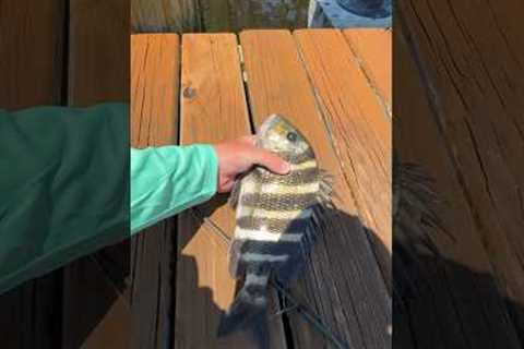 How to catch SHEEPSHEAD in 3 EASY steps 🎣🔥💯 #fishing #pesca #sheepshead #fishingbait #fish