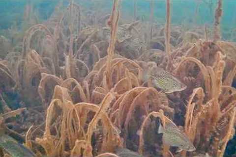 Ice Fishing with an Underwater Camera! I can't believe I caught THIS Fish!