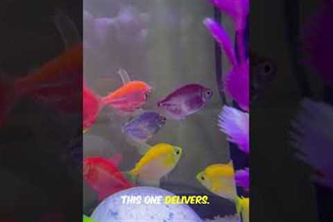 Top 3 Bulletproof Beginner Fish Fast Guide! #aquarium #fishcare
