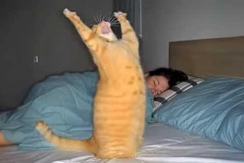 The FUNNIEST Cat Moments Caught on Camera 🤣 SUPER Funny Cat Videos 2026